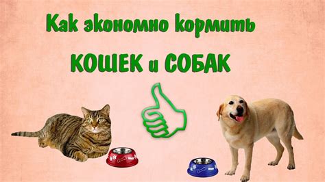 Как экономно и вкусно кормить кошек и собак - YouTube