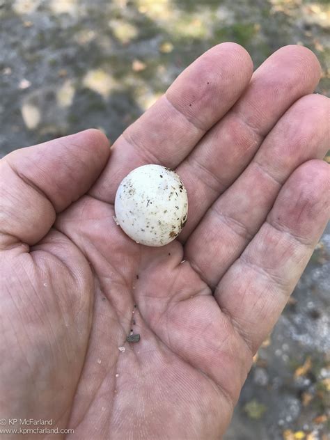 Spiny Softshell Turtle Eggs
