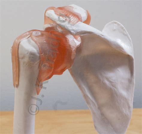 Shoulder Joint