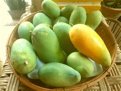mangoes  season  december  winston hetherington blog