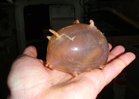 Unbelievable Pictures of cute animals you didn't know existed To ...