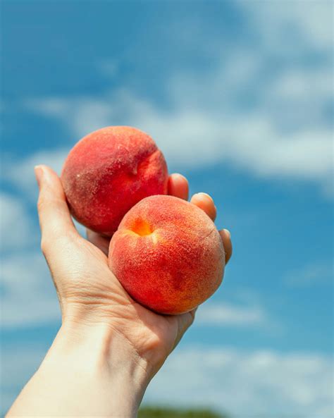 close  photo  peach fruit  tree  stock photo