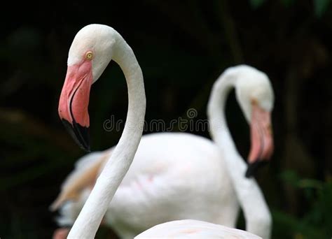 Flamingo color pink stock photo. Image of birds, nature - 23593414