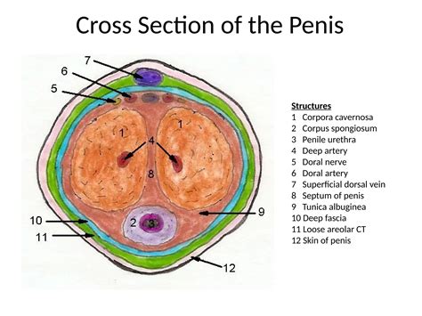 male reproductive anatomy bsc nursingpptx