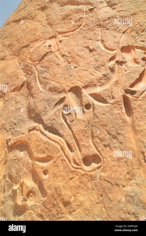 Rock carving depicting the so-called crying cow in the Algerian desert ...