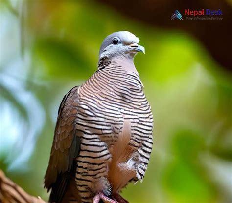 barred cuckoo dove majestic forest pianist nepal desk