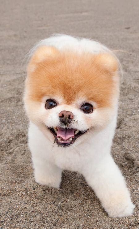 Sucesso nas redes, cachorro 'mais fofo do mundo' morre aos 12 anos ...