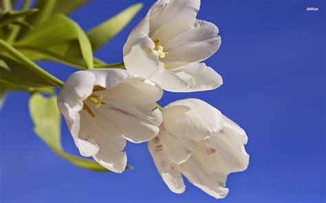 wallpapers (тапети) за декстоп-снимки с красиви цветя | Цветна градина