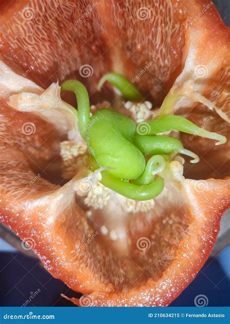 green veins inside red bell pepper 1