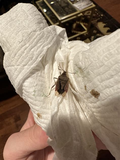 how to repel stink bugs 10