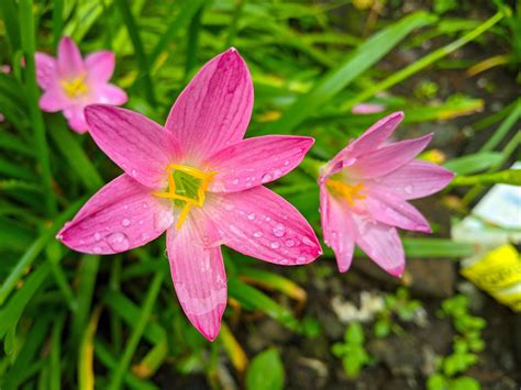 The pink rain lily is a species of plant of the genus Zephyranthes or