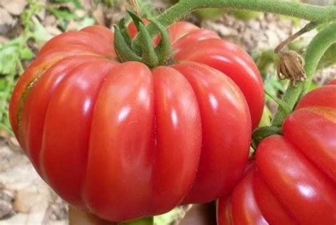 Томат Японский краб: описание сорта, характеристика, вкус