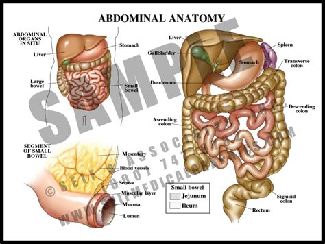 Abdominal Anatomy - S&A Medical Graphics