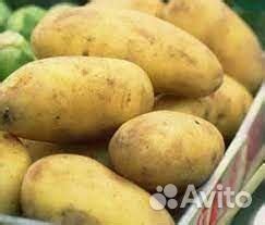 Айл оф джура - семенной картофель почтой купить в Барнауле | Товары для ...