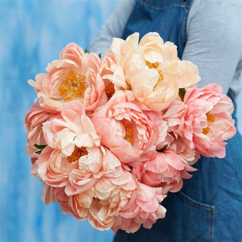 Peony Roots - Coral Sunset – Eden Brothers
