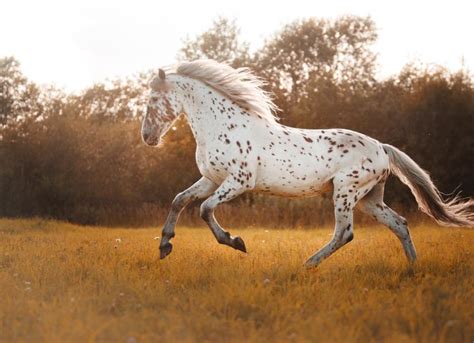 Appaloosa | PetMD