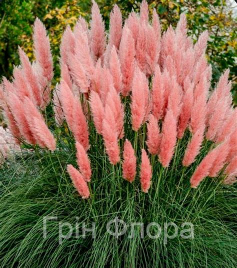Купити Кортадерія Срібляста "Rose" (пампасна трава), ціна 129 ₴ - Prom ...