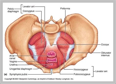 Female Pelvic Muscles Diagram