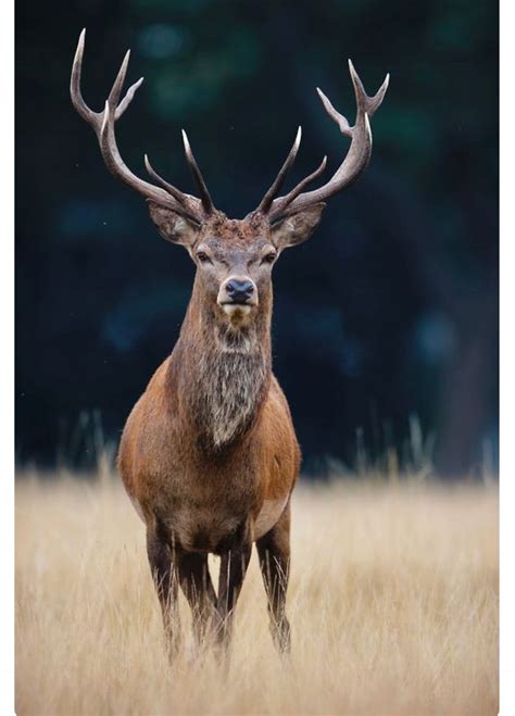 Stag Deer