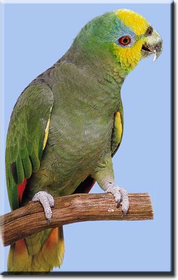 Венесуэльский амазон (Amazona amazonica)