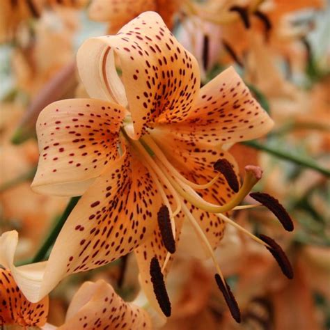 Lilium 'Tiger Babies' - buy plants at Coolplants