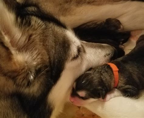 Alaskan Malamutes 2017 Square ( Multilingual Edition) 2