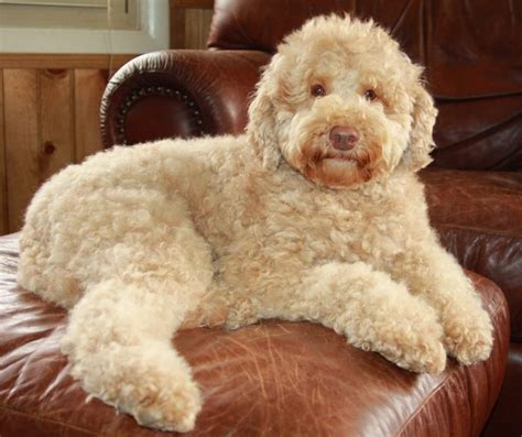 australian labradoodles coat types colors good day doodles  nc