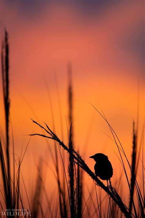 Seaside Sparrow Silhouette — Ray Hennessy Wildlife