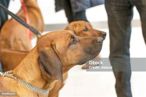 kepala rhodesian ridgeback  closeup profil foto stok