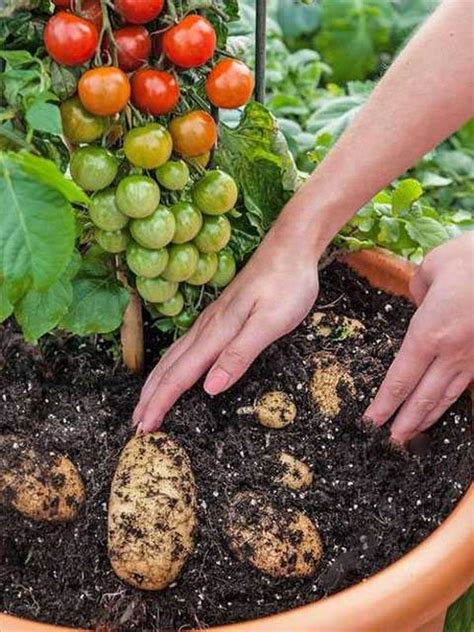 Томтато (TomTato) - томатно-картофельный гибрид