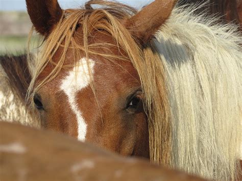 misty mills chincoteague pony photograph  diane  ct fine art america