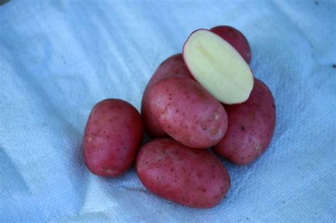 Картофель семенной винета, ред скарлет — Agro-Kazakhstan