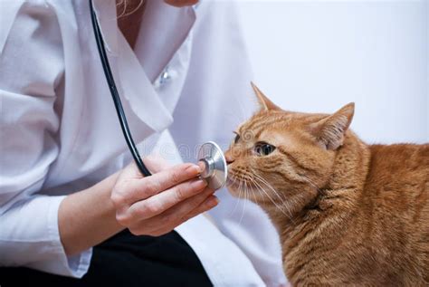 ветеринар кота стоковое фото. изображение насчитывающей счастливо - 7899566
