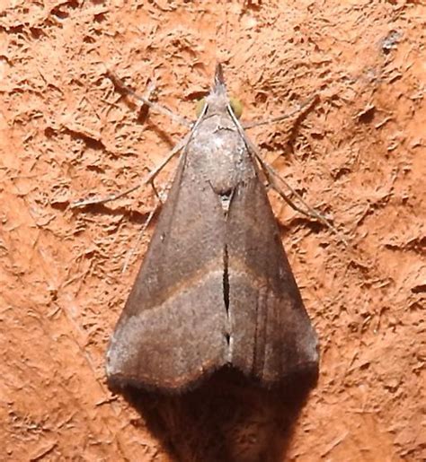 hypena degesalis hodges hypena degesalis bugguidenet