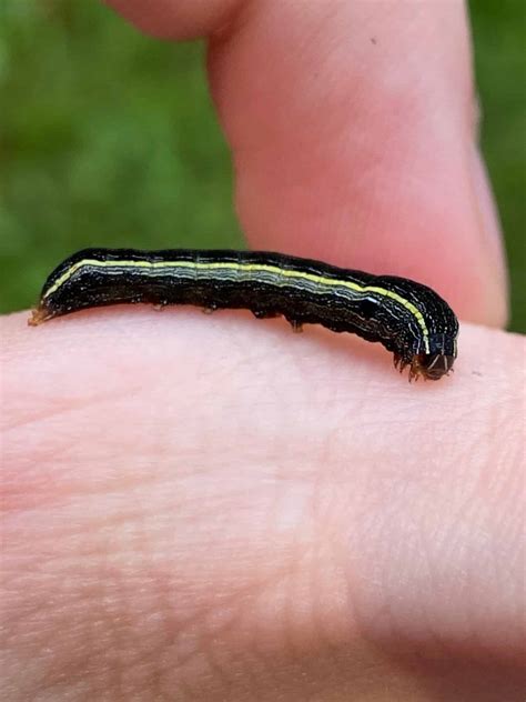 57 Types of Black Caterpillars (Pictures And Identification)