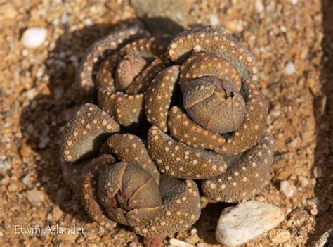 Aloinopsis luckhoffii, EA282 – Cape Succulent Seeds