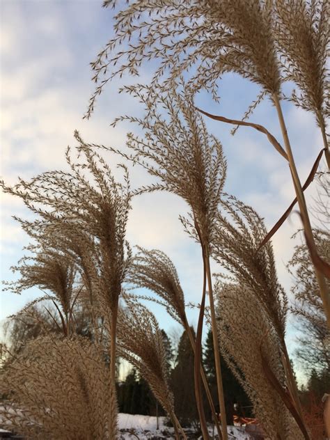 5 1/2 acres — Miscanthus seed heads.