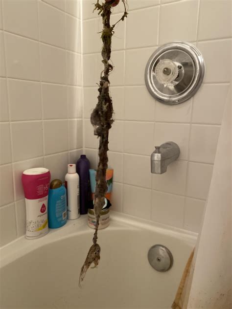 Found out why my shower wasn’t draining... : r/disgusting