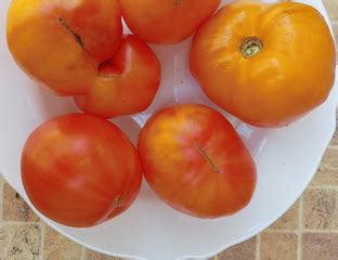 Томат Старый немецкий (Old German tomato) - Томатный мир