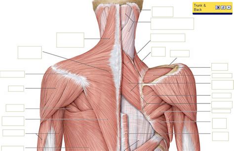 Back Muscle Diagram / Back Muscles : Human muscle system, the muscles of the human body that ...