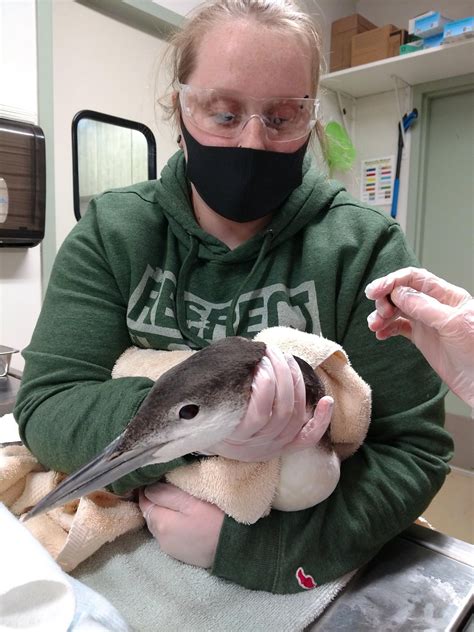 News from our Vet Tech program.... - Ridgewater College