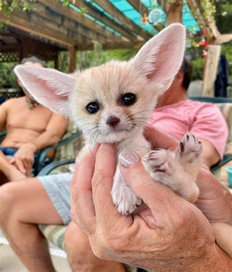 adorable fennec fox pet