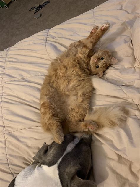 My girl nacho, butt in the dogs face and belly up-as usual! | Scrolller