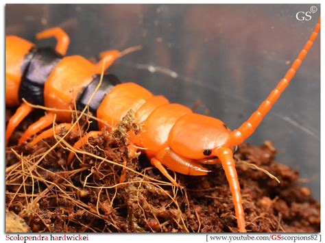 Scolopendra hardwickei Breeding Project