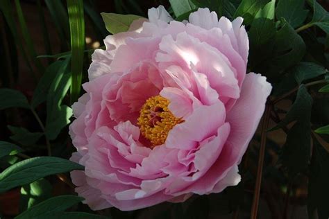 Древовидные пионы (70 фото): сорта, правильный уход и выращивание