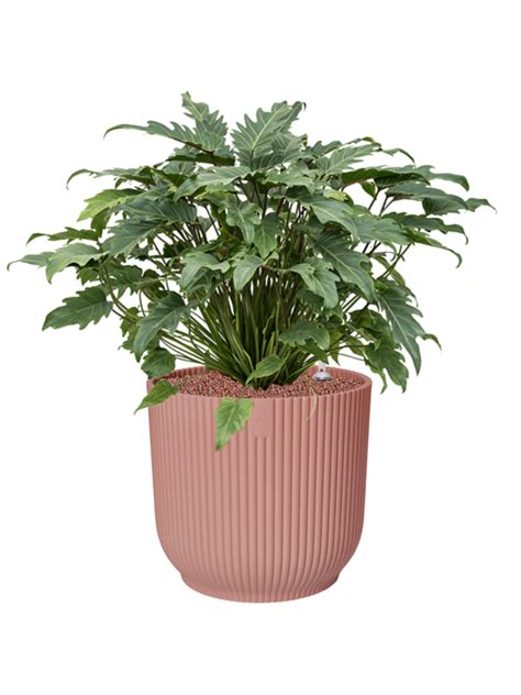 philodendron xanadu  vibes fold contrast