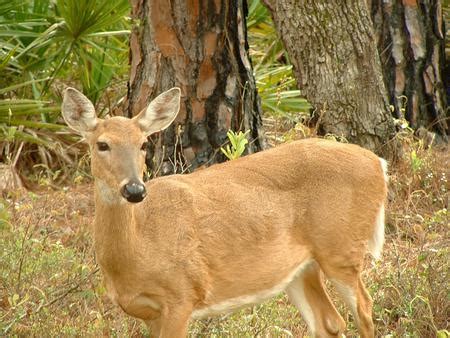 doe female deer deer animals background wallpapers  desktop