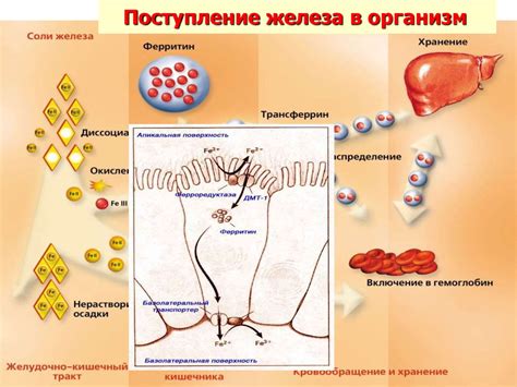Основы гематологии - презентация онлайн