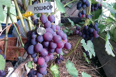 Виноград Рошфор: описание сорта, фото и отзывы