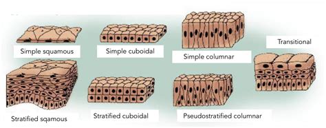 Surface Epithelium: Histology | Concise Medical Knowledge